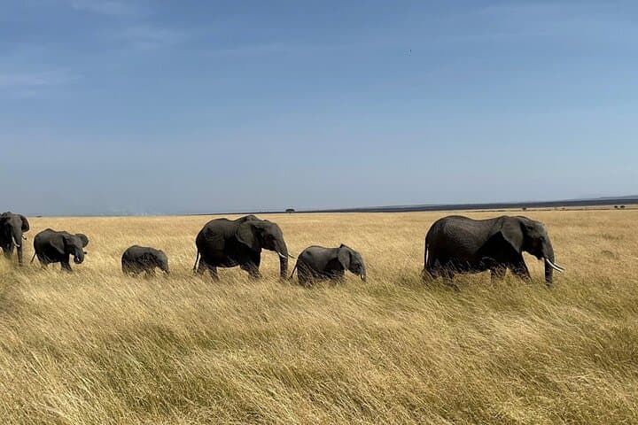 Shared 3Day Maasai Mara National Reserve Tour