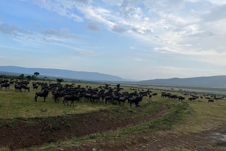 Shared 3Day Maasai Mara National Reserve Tour