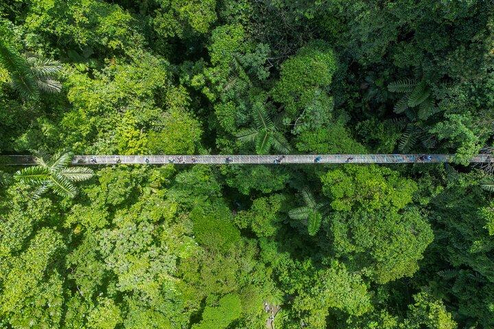 Mistico Hanging Bridges & La Fortuna Waterfall Tour with Lunch
