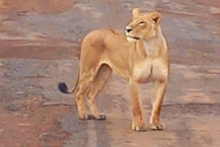 Nairobi national park game drive