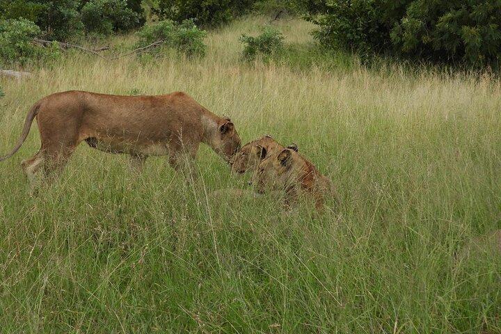 3 Days Murchison Falls National Park with Bigfive