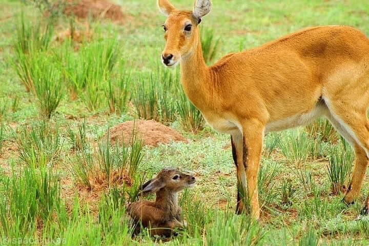 3 Days Murchison Falls National Park with Bigfive