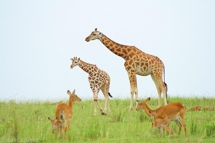 3 Days Murchison Falls National Park with Bigfive