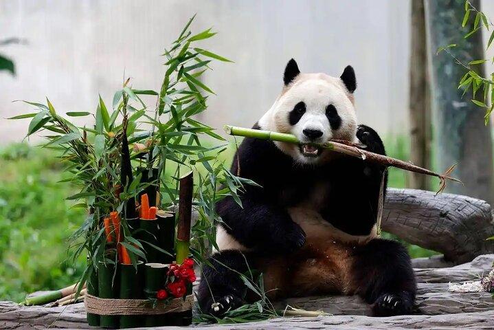 Private Half Day Tour to Beijing Panda House and Summer Palace