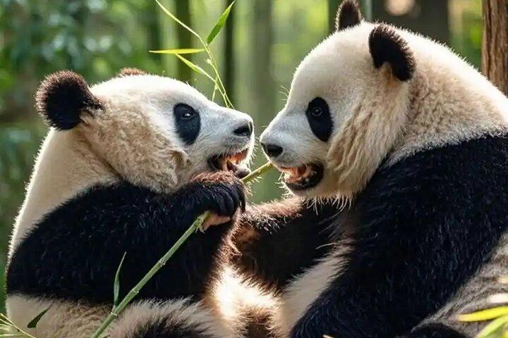 Beijing: Panda House, Summer Palace, Old Hutong &Temple of Heaven