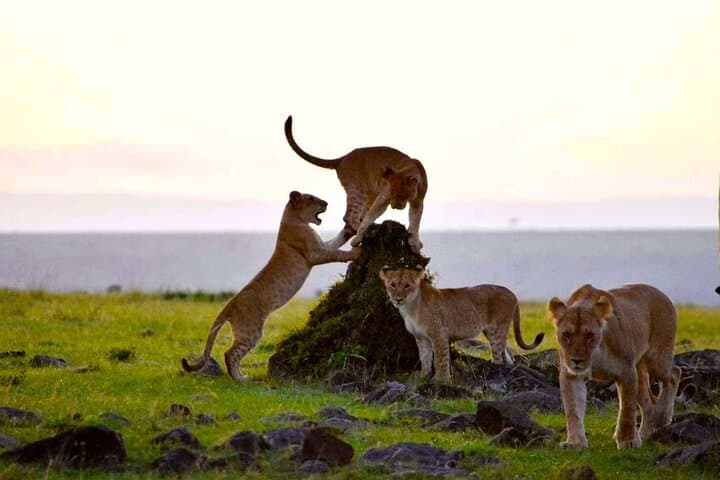 Overnight Safari to Amboseli National Park