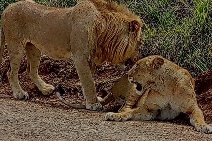 Nairobi National Park Game Drive: Unique Urban Safari Experience