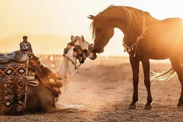 Agadir Camel or Horse Ride – Scenic Desert Adventure