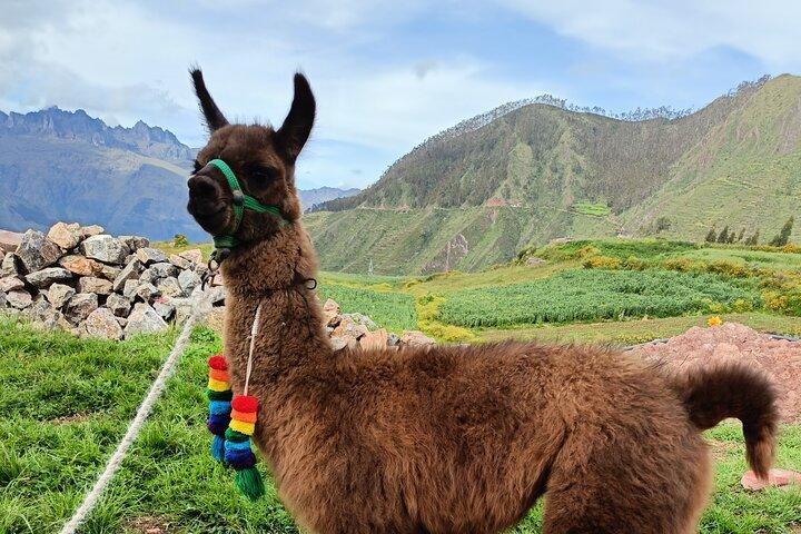 Llama & Alpaca Experience (Cusco Region): ANDEAN COLORS