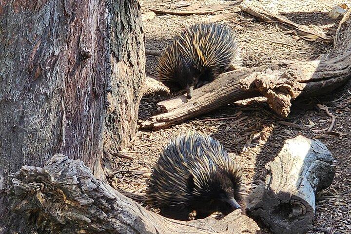 Adelaide Hills Cleland and Hahndorf Small Group Premium Tour