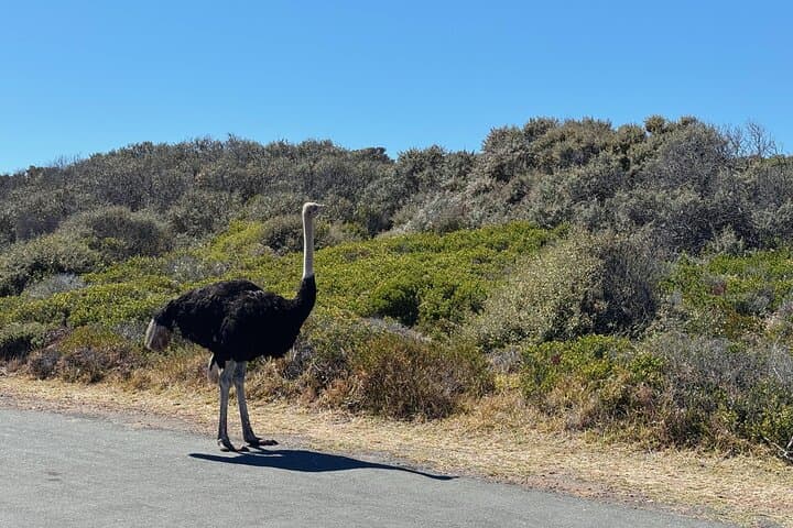 Full Day Tour of Cape of Good Hope and Boulders Beach Penguins