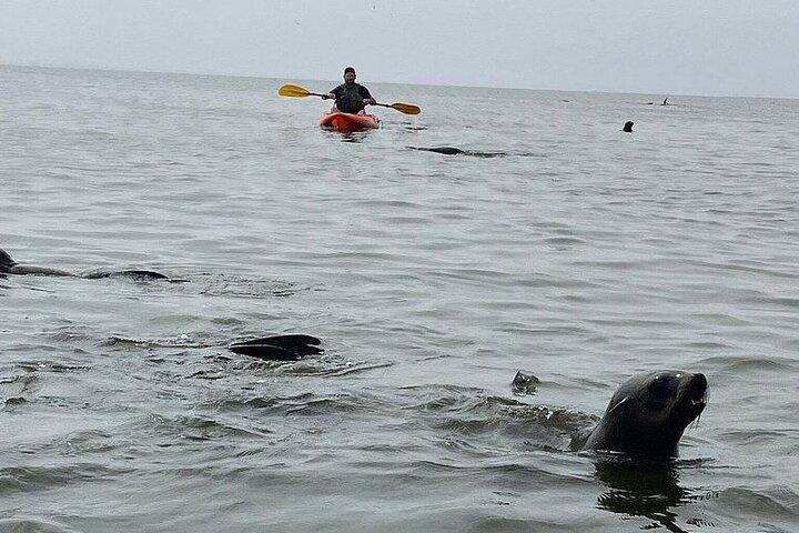 Seal Kayaking and Sandwich Harbour tour