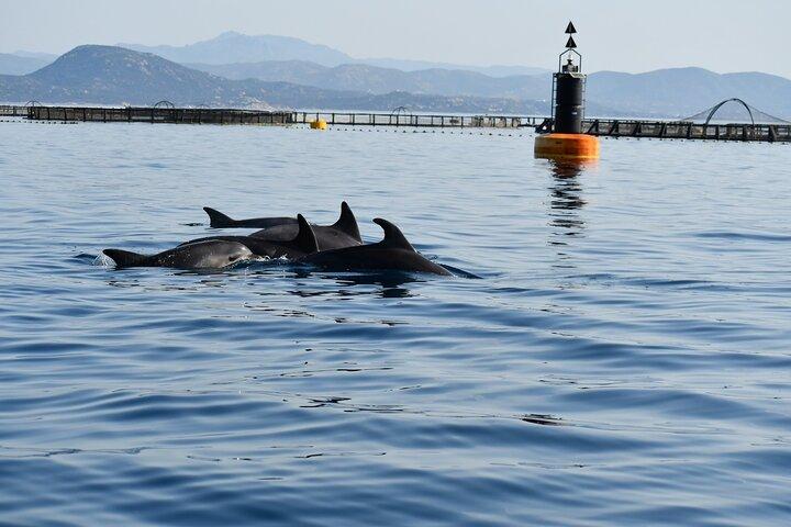 Dolphin Watching Boat Tour from Olbia