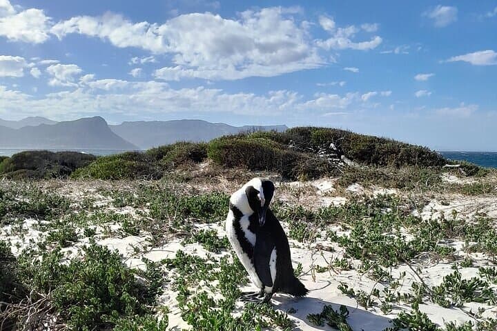Table Mountain Penguins Cape of Good Hope Adventure Shared Tour
