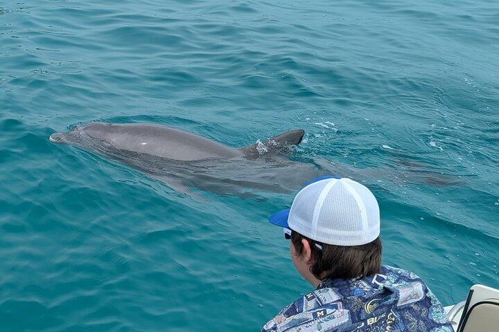 2-Hour Private Sightseeing Dolphin Tour in Panama City Beach