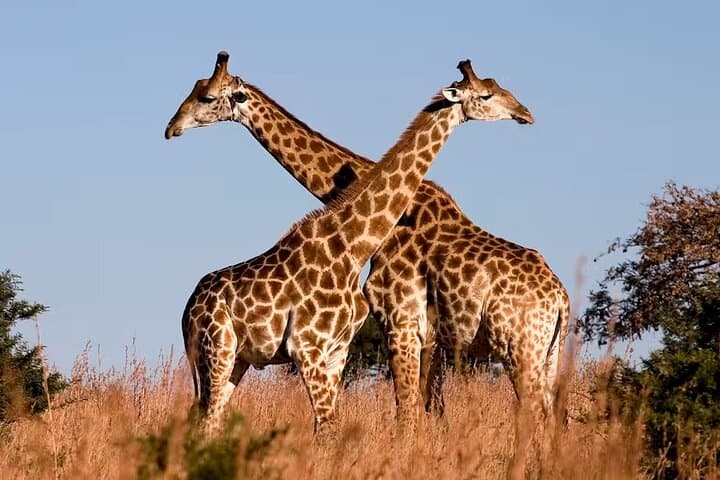 Nairobi National Park, Elephant Orphange and Girrafe Center