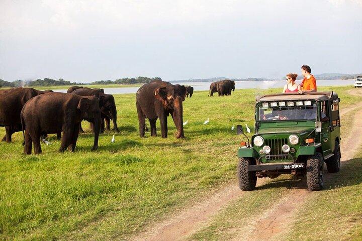 Minneriya Jeep Safari Tour from Pasikudah