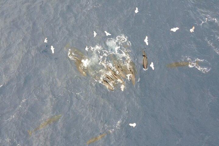 Sunset Dolphin Watching with Marine Biologists