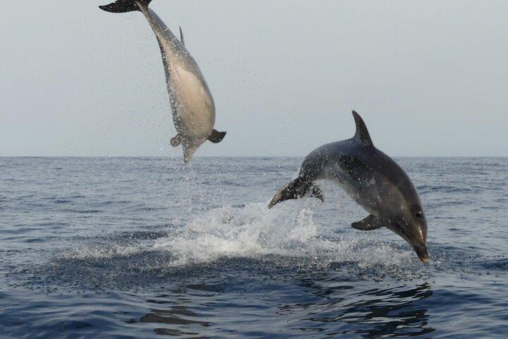 Sunset Dolphin Watching with Marine Biologists