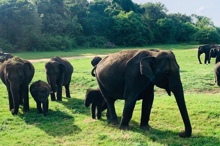 Minneriya National Park Elephant Safari