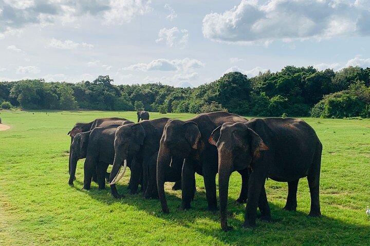 Minneriya National Park Elephant Safari