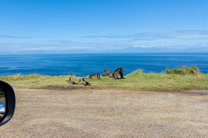 Full Day Tour of Cape of Good Hope and Boulders Beach Penguins