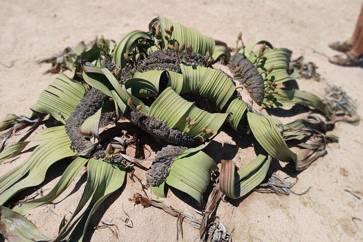 Walvis Bay and Swakopmund Treasures: Namibia’s Coastal Highlights