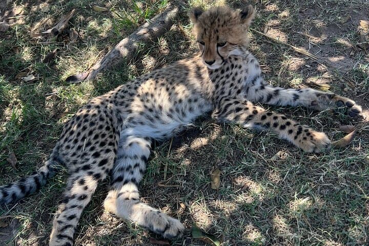 Somerset West Cheetah Outreach Museum Ticket Tour