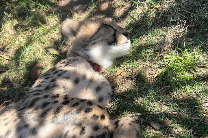 Somerset West Cheetah Outreach Museum Ticket Tour