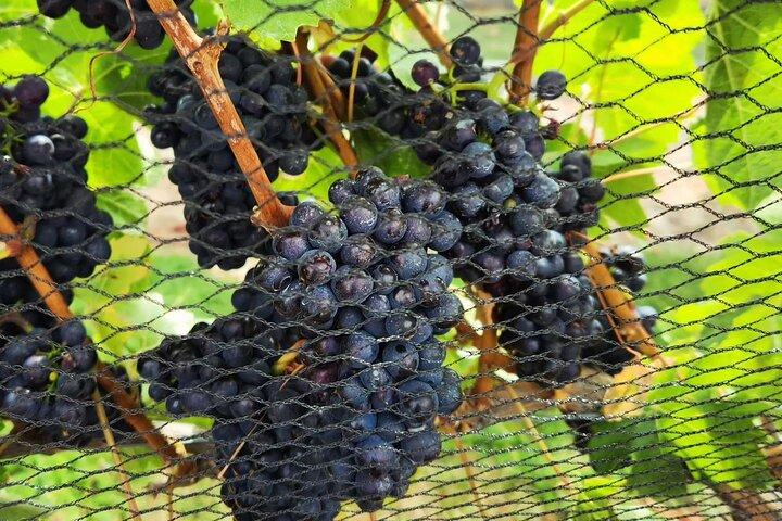 Queenstown Wine Tour