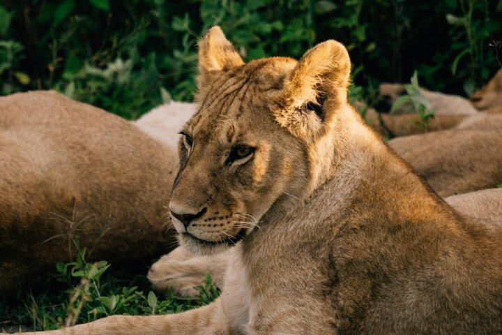 1 Day shared Safari Trip to Mikumi Np from Dar es salaam by Train
