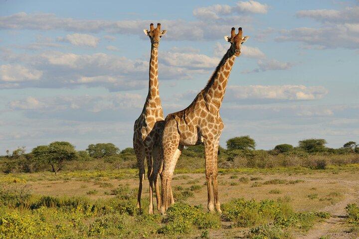 1 Day shared Safari Trip to Mikumi Np from Dar es salaam by Train