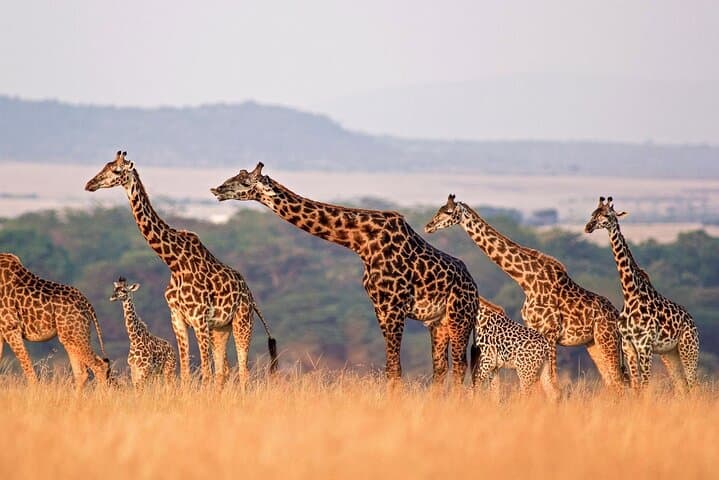 Exclusive Big Five Safari with Wine Tasting & Lunch