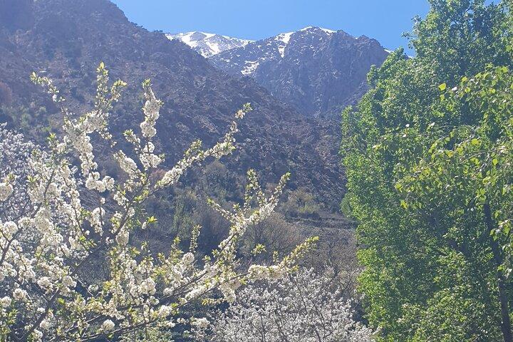 Marrakech: Atlas Mountains, Ourika Waterfalls,Local Guide & Lunch
