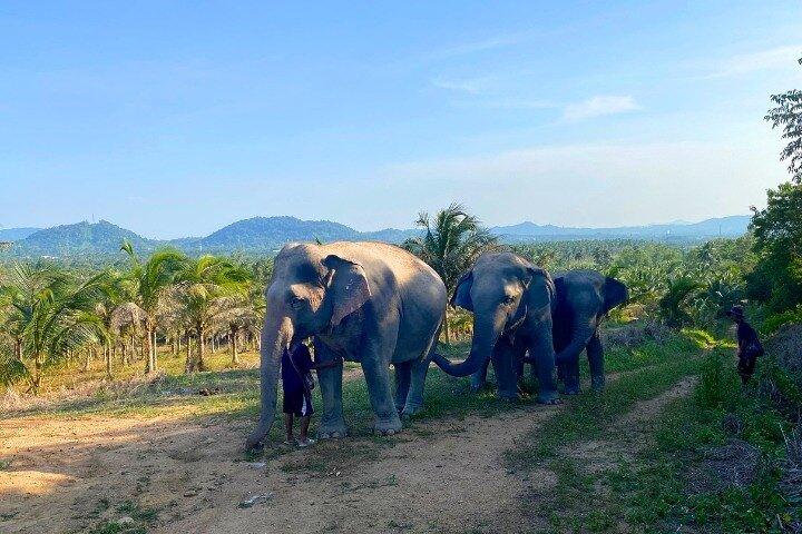 Living Green Elephant Sanctuary Tour from Bangkok and Pattaya