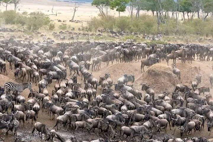 5 Days Private Safaris in Serengeti, Ngorongoro crater &Tarangire
