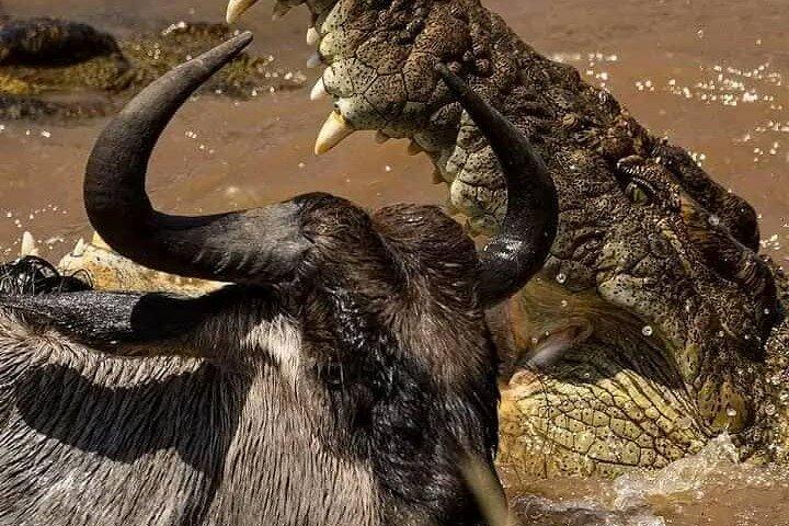 5 Days Private Safaris in Serengeti, Ngorongoro crater &Tarangire