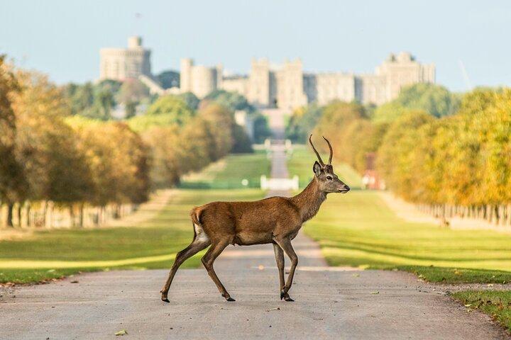 Private Archaeologist Led Stonehenge & Windsor Castle Tour