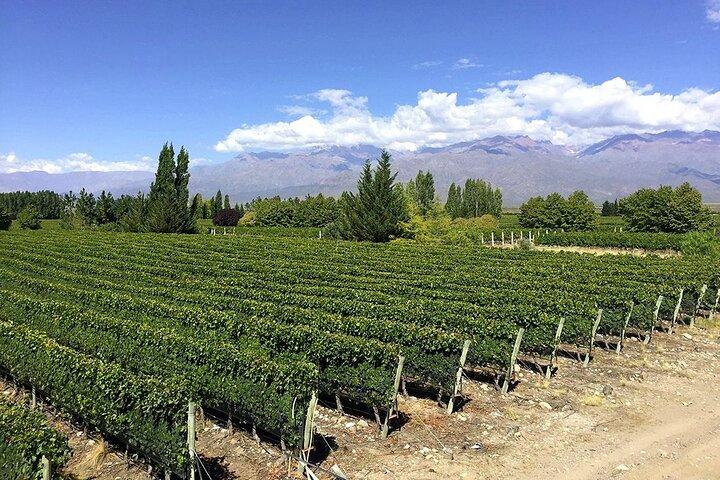 Flavors and Views of Uco Valley and Cordón Del Plata