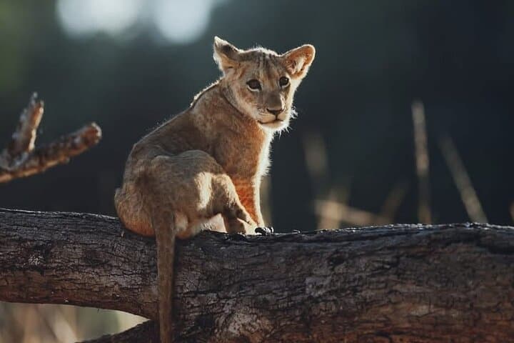 Half Day Safari to Nairobi National Park Excursion