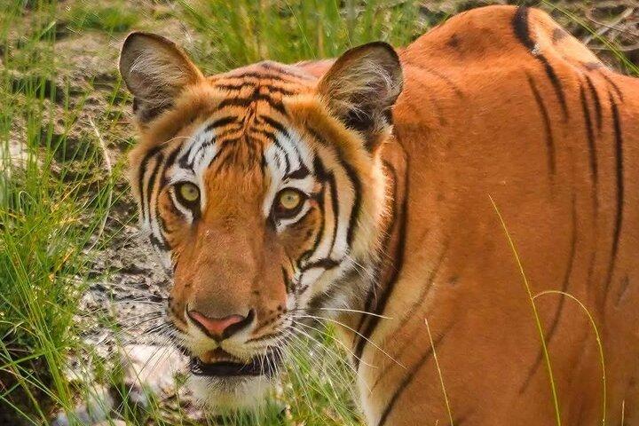 3-Day Chitwan National Park Jungle Safari Tour Package with Pick Up