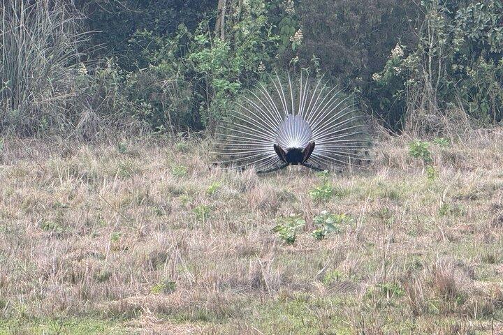 3-Day Chitwan National Park Jungle Safari Tour Package with Pick Up