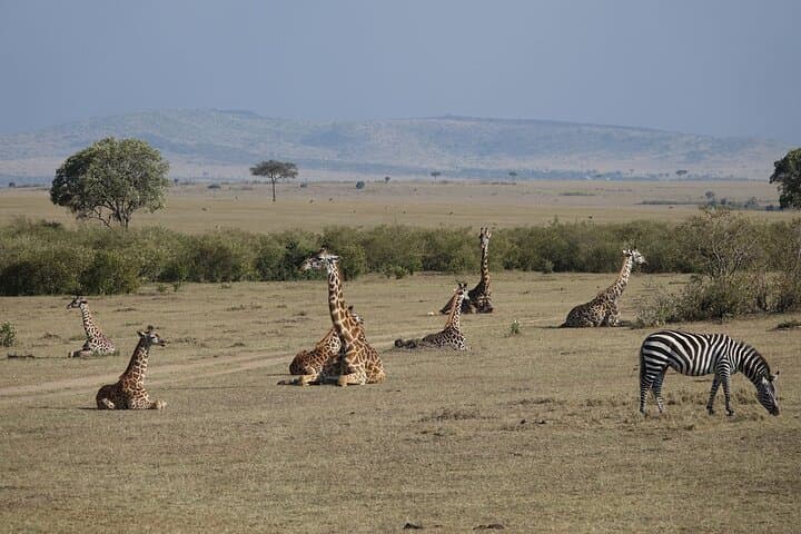 Nairobi Highlights Shared Day Tour by 4WD