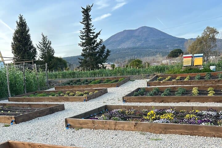 Dinner at a Winery on the Slopes of Mount Vesuvius