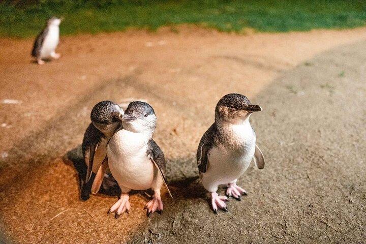 Phillip Island Small-Group Penguins & Wine Tour from Melbourne