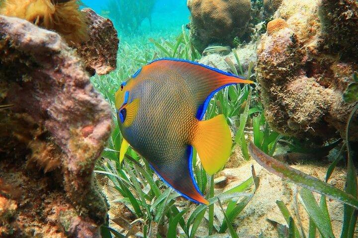 Snorkeling adventure at Puerto Morelos Reef National Park