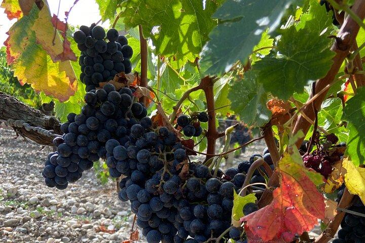 Saint Emilion Castle and Village Wine Tour