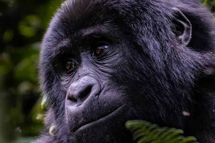 3 Days 2 Nights Gorilla Tracking Bwindi Impenertrable National Park