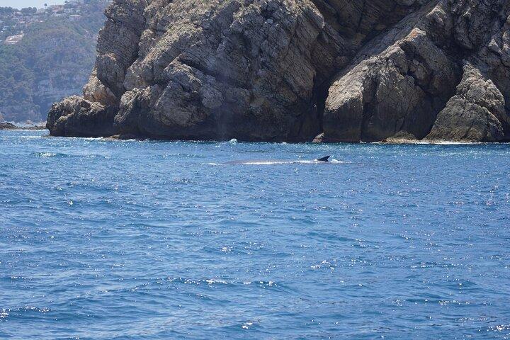 Whale & Dolphin Observation on Electric Sailing Boat in Denia