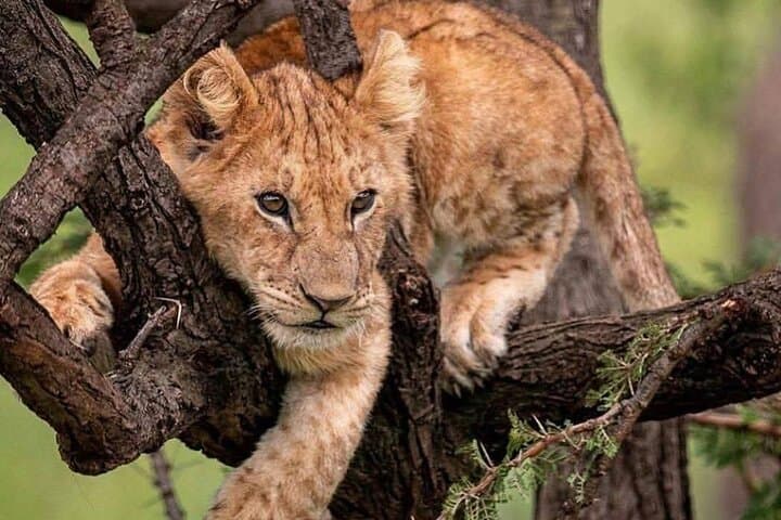 4 days maasai mara (migration) - lake nakuru (flamingoes) safari